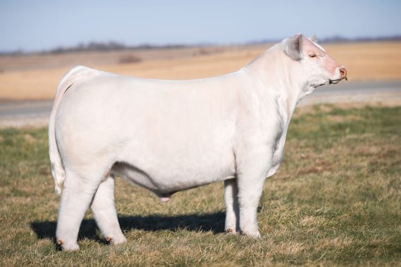 BOY AALB White Snake 400M
