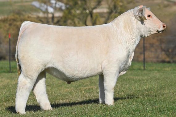 BOY Cajun 010J