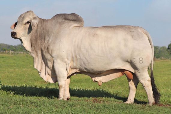 GCC Mr Bar Cross 228/2 SEXED FEMALE